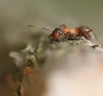 Zdjęcie wykonane obiektywem makro - aparat Canon EOS 20D, obiektyw EF 100 mm f/2,8 USM Macro, ogniskowa 100 mm (ekwiwalent: 160 mm), przysłona f/2,8, czas 1/500 s