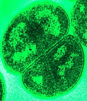 Bakterie z wbudowanym kompasem. Po raz pierwszy zmierzono ich magnetyczne adekwatności