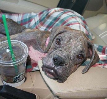 Zdjęcie bokserki skradzione z serwisu z USA