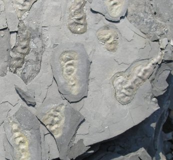 Quadro i Teslę wykorzystuje się także przy tomografii elektronowej w biologii i badaniach materiałowych do rekonstrukcji, wizualizacji i eksportu danych do analiz ilościowych