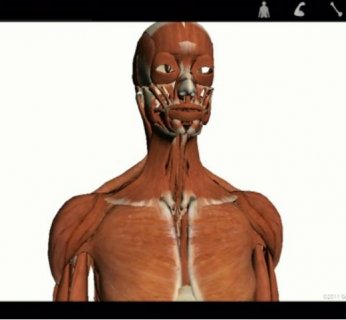 Aplikacja Google Body pokazuje trójwymiarowe możliwości Androida 3.0