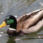 Przykładowe zdjęcia wykonane iPhone'm podłączonym do lornetki poprzez głowicę Snapzoom.