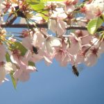 Przykładowe zdjęcia wykonane iPhone'm podłączonym do lornetki poprzez głowicę Snapzoom.