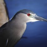 Przykładowe zdjęcia wykonane iPhone'm podłączonym do lornetki poprzez głowicę Snapzoom.