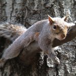 Przykładowe zdjęcia wykonane iPhone'm podłączonym do lornetki poprzez głowicę Snapzoom.