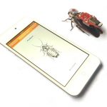 RoboRoach: pierwszy na świecie działający system zdalnego sterowania karaluchami, który można kupić.