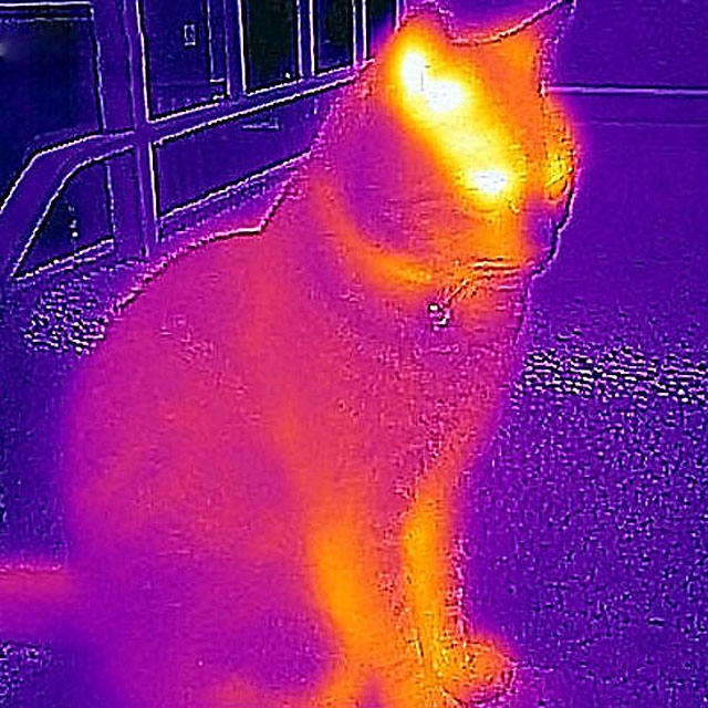 Zmień smartfona w prawdziwą kamerę termowizyjną