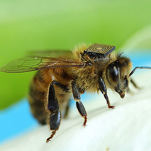 5000 pszczół z przyczepionymi chipami RFID