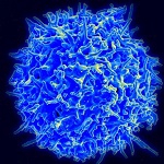 Naukowcy wszczepili nanosilniczki do wnętrza ludzkiej komórki