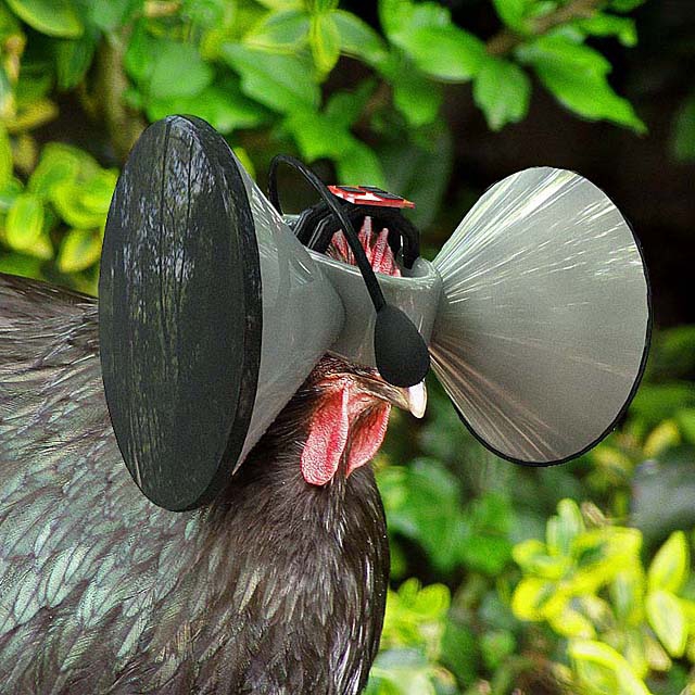 Oculus Rift dla kurczaków