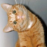 Tailio – inteligentna… kuweta dla kotów