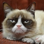 Grumpy Cat – Od mema do milionera