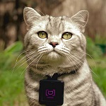 Whiskas: Twój kot… wstawiałby fotki na Instagrama