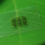 Naukowcy stworzyli drewniany chip komputerowy