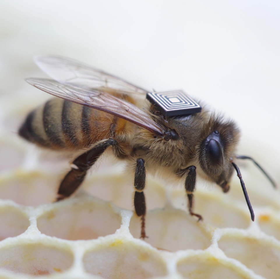 Intel rusza na ratunek pszczołom!