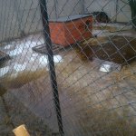 Zdjęcia przedstawiające sytuację podtopionego Schroniska dla zwierząt w Korabiewicach