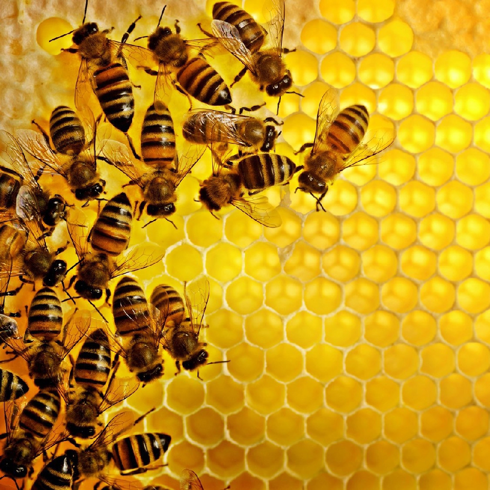 B-Droid: polska “robo-pszczoła” zapyliła pierwsze truskawki