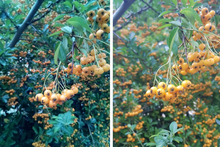 Odwzorowanie kolorów - Po lewej Leagoo Kiicaa Mix, po prawej Galaxy S8+