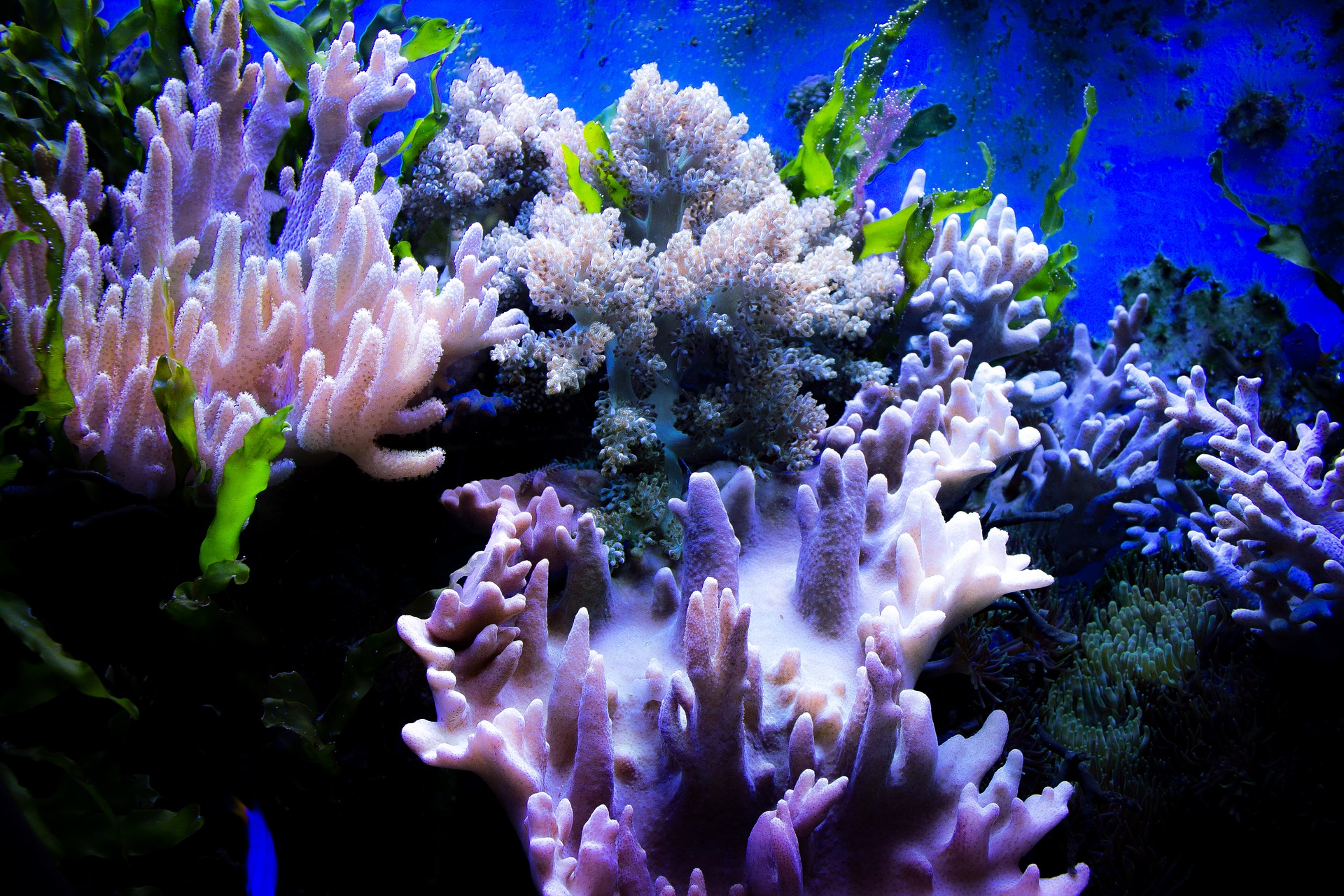 Zobacz Wielką Rafę Koralową, póki jeszcze żyje