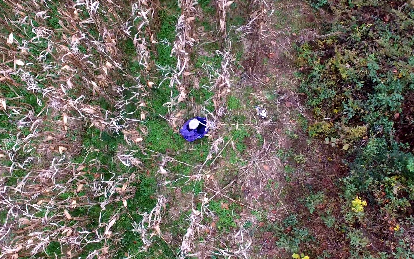 Policyjny dron w 25 minut odnalazł zaginioną staruszkę