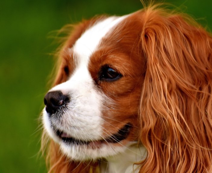 Pies rasy Cavalier King Charles Spaniel