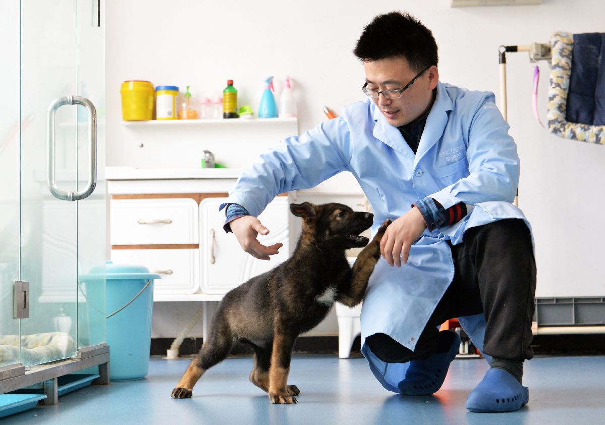 W Chinach sklonowano policyjnego psa
