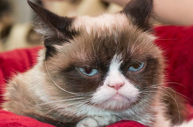 Nie żyje Grumpy – najsłynniejszy kot internetu