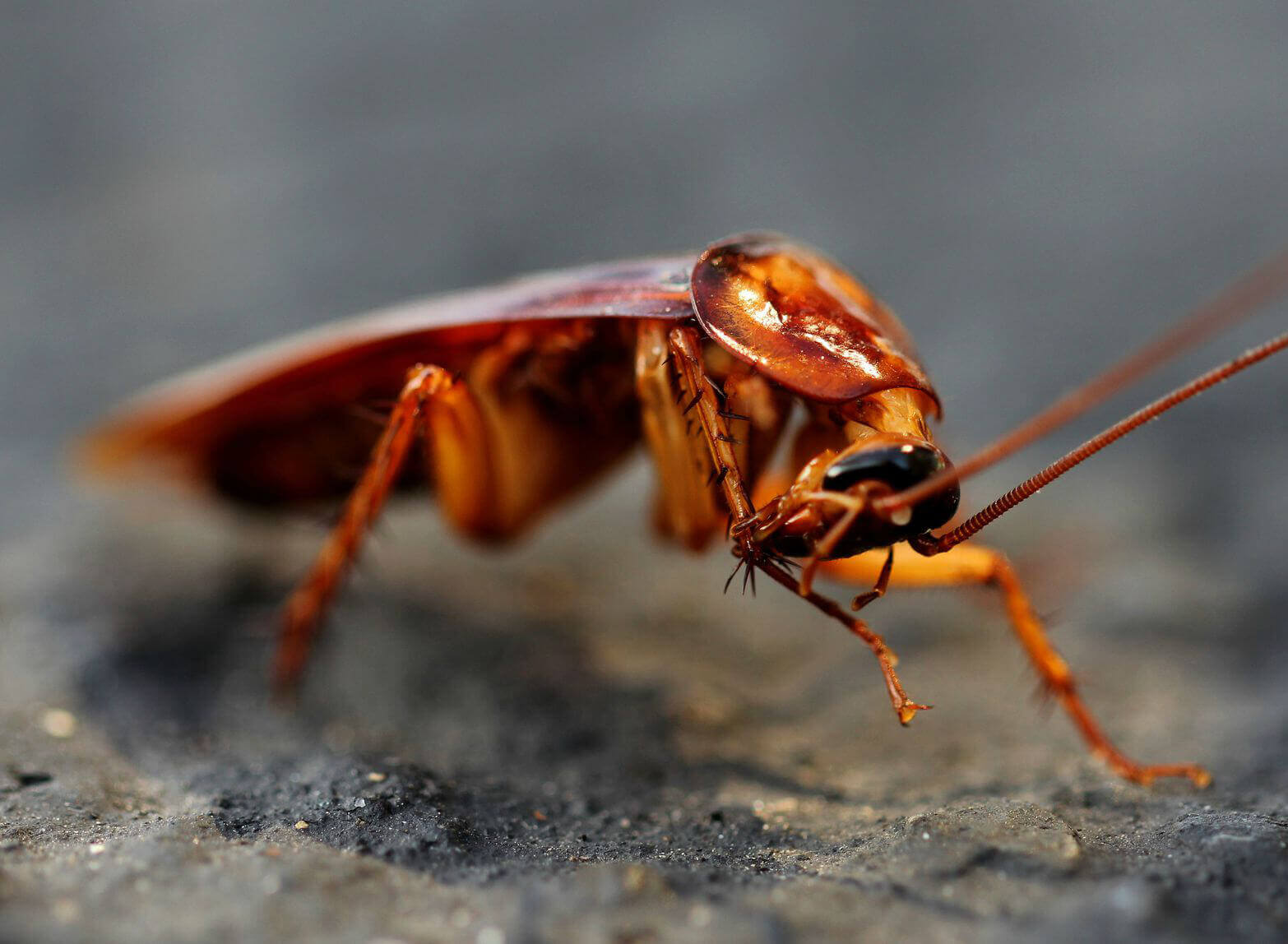 Robot wielkości karalucha wytrzymuje nadepnięcie dorosłej osoby
