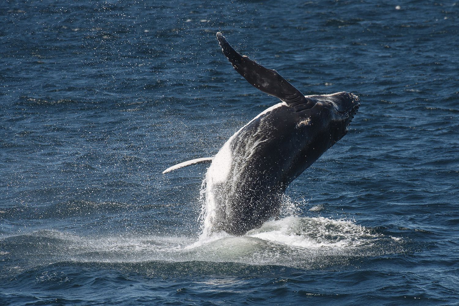 Naukowcy udowodnili, jak płetwy wielorybów mogą odmienić transport morski