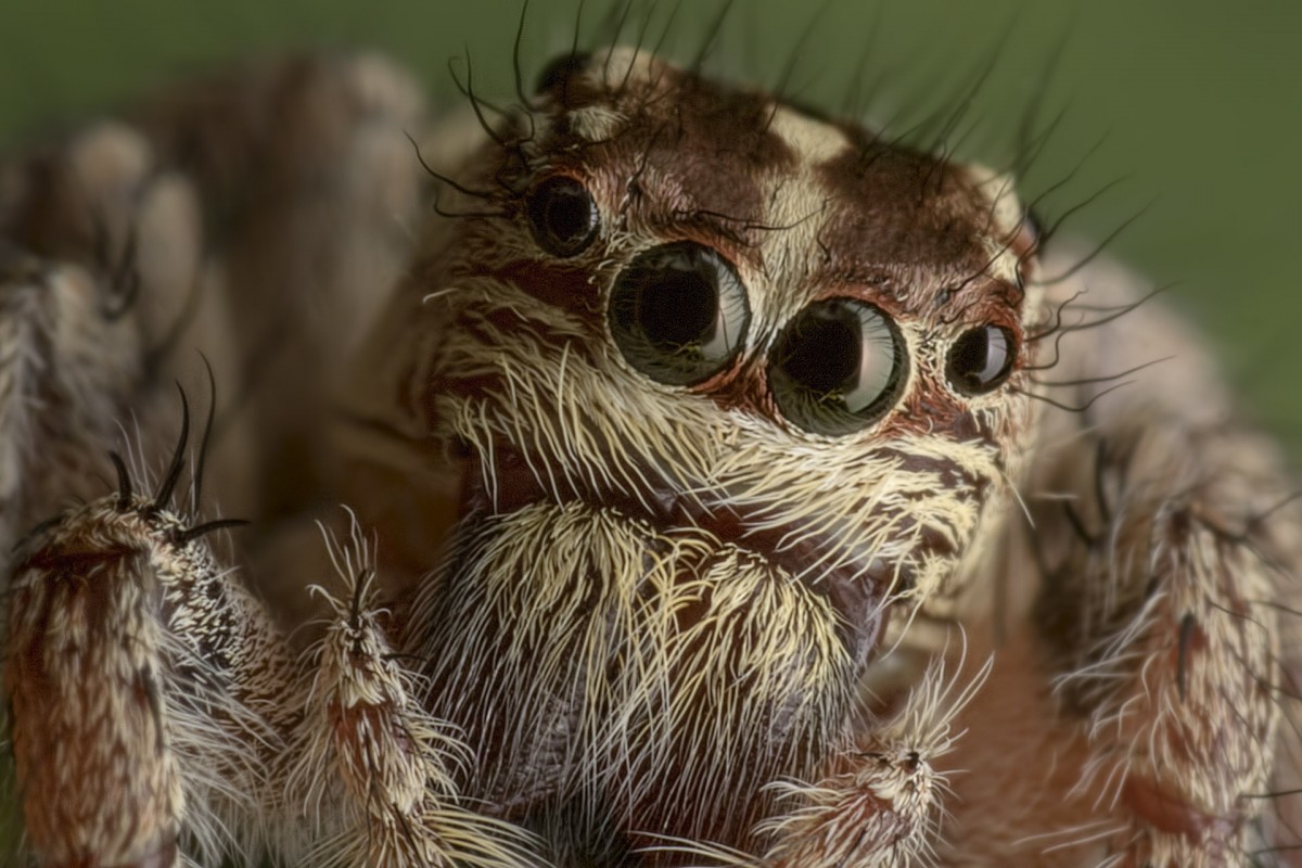 Wynaleziono wydajne czujniki głębi wzorowane na oczach pająków