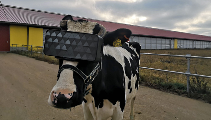 Krowy z okularami VR