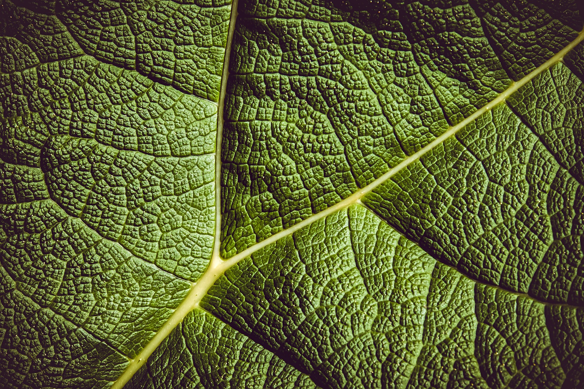 Naukowcy opracowali sztuczne liście – produkują tlen i metanol