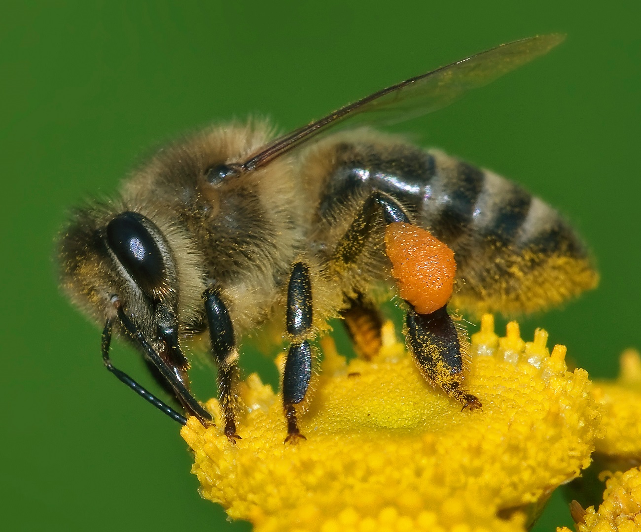 Pszczoły cierpią przez mikroplastiki, ale można to wykorzystać