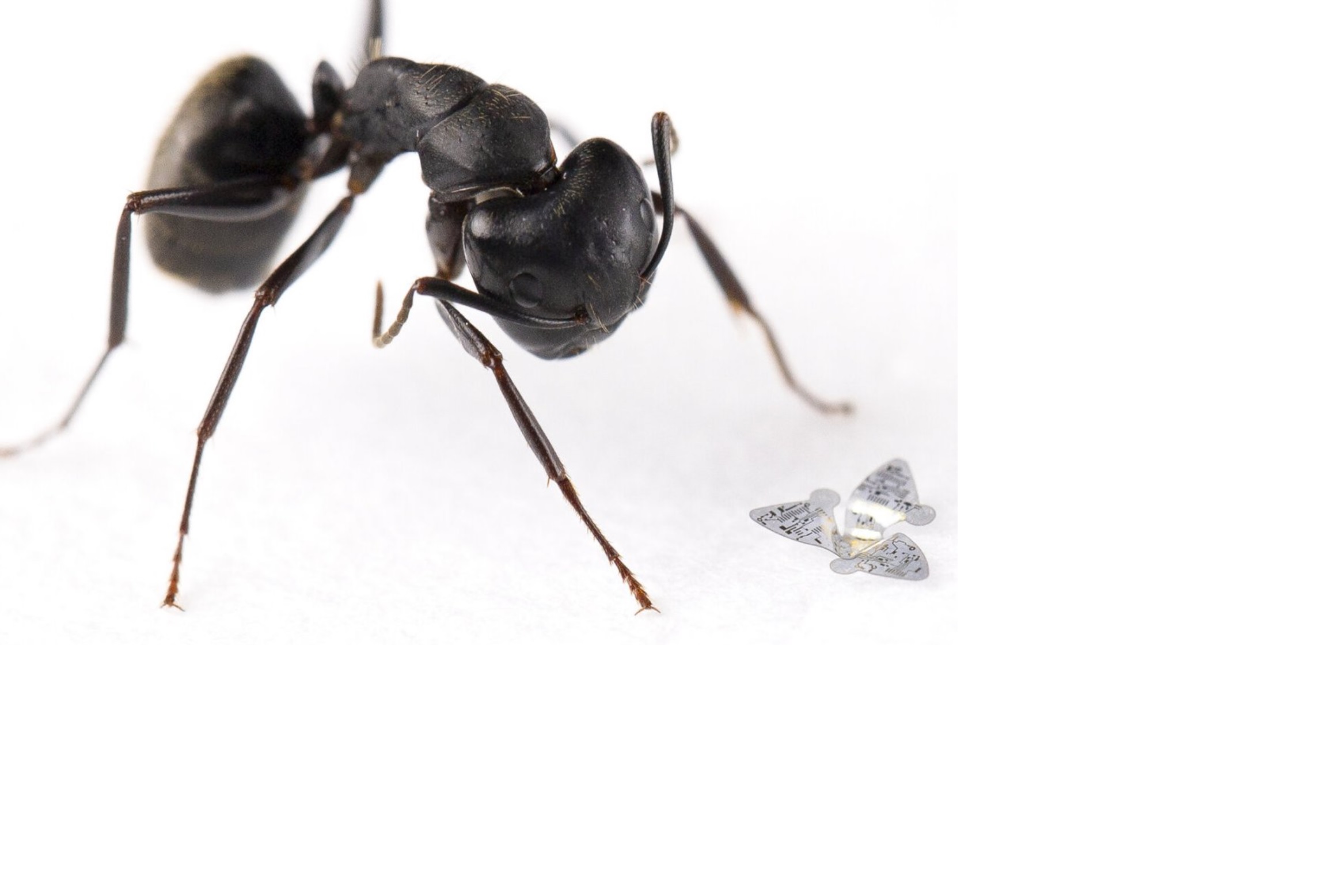 najmniejszy obiekt latający,Mrówka jest przy nim gigantyczna