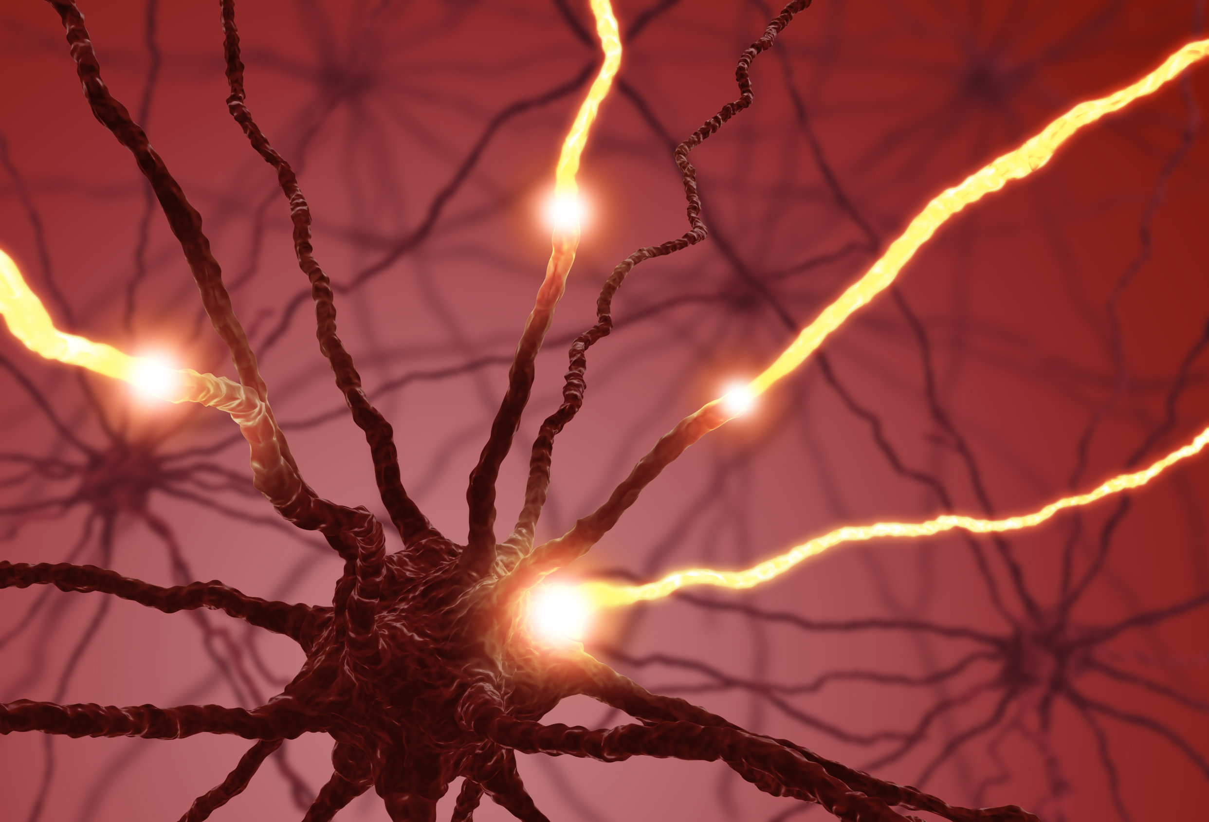 Jak neurony odnajdują swoje miejsce w mózgu? Odpowiedź ukryta w nicieniu