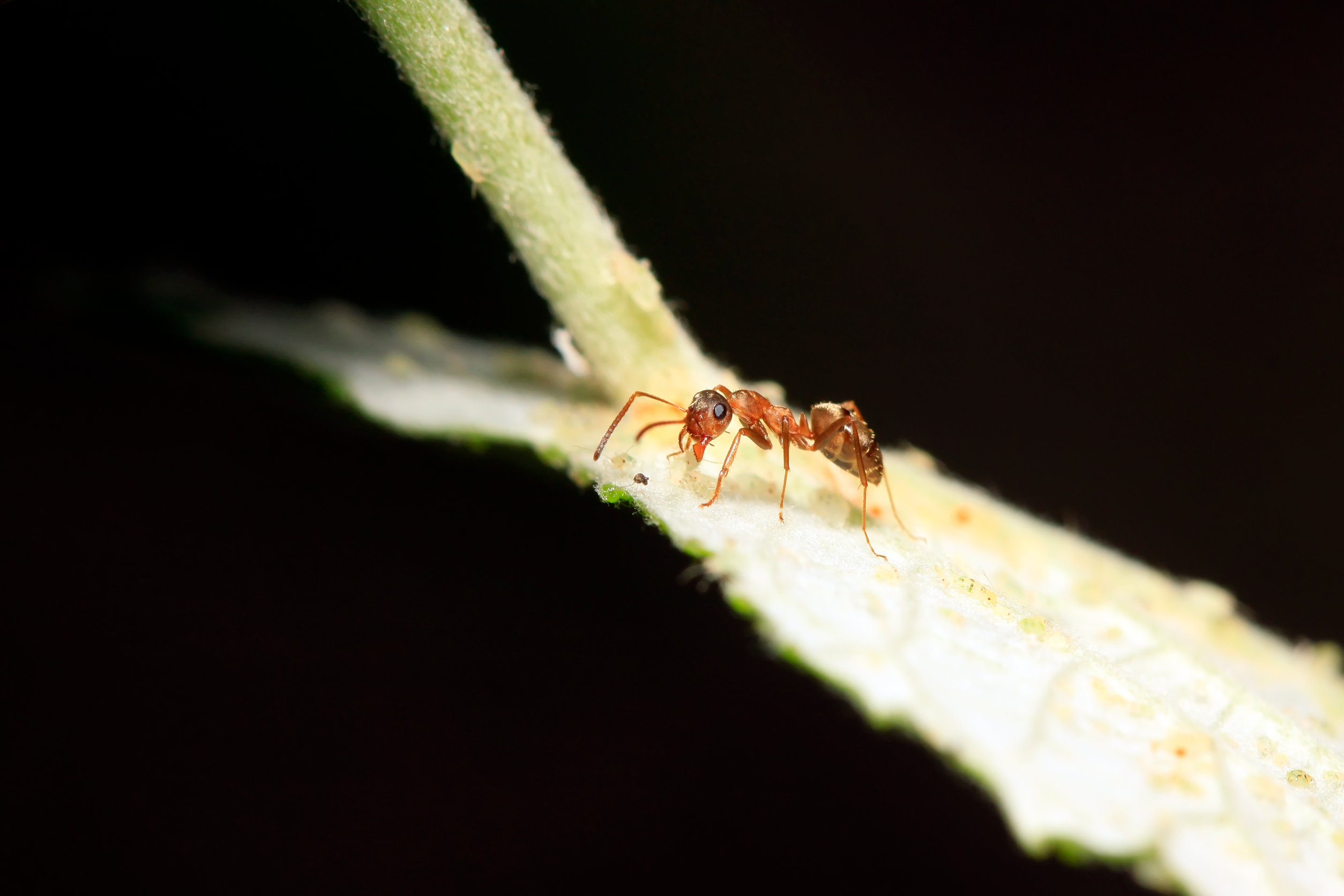 Nowy sposób detekcji nowotworów. Wykryją je… mrówki