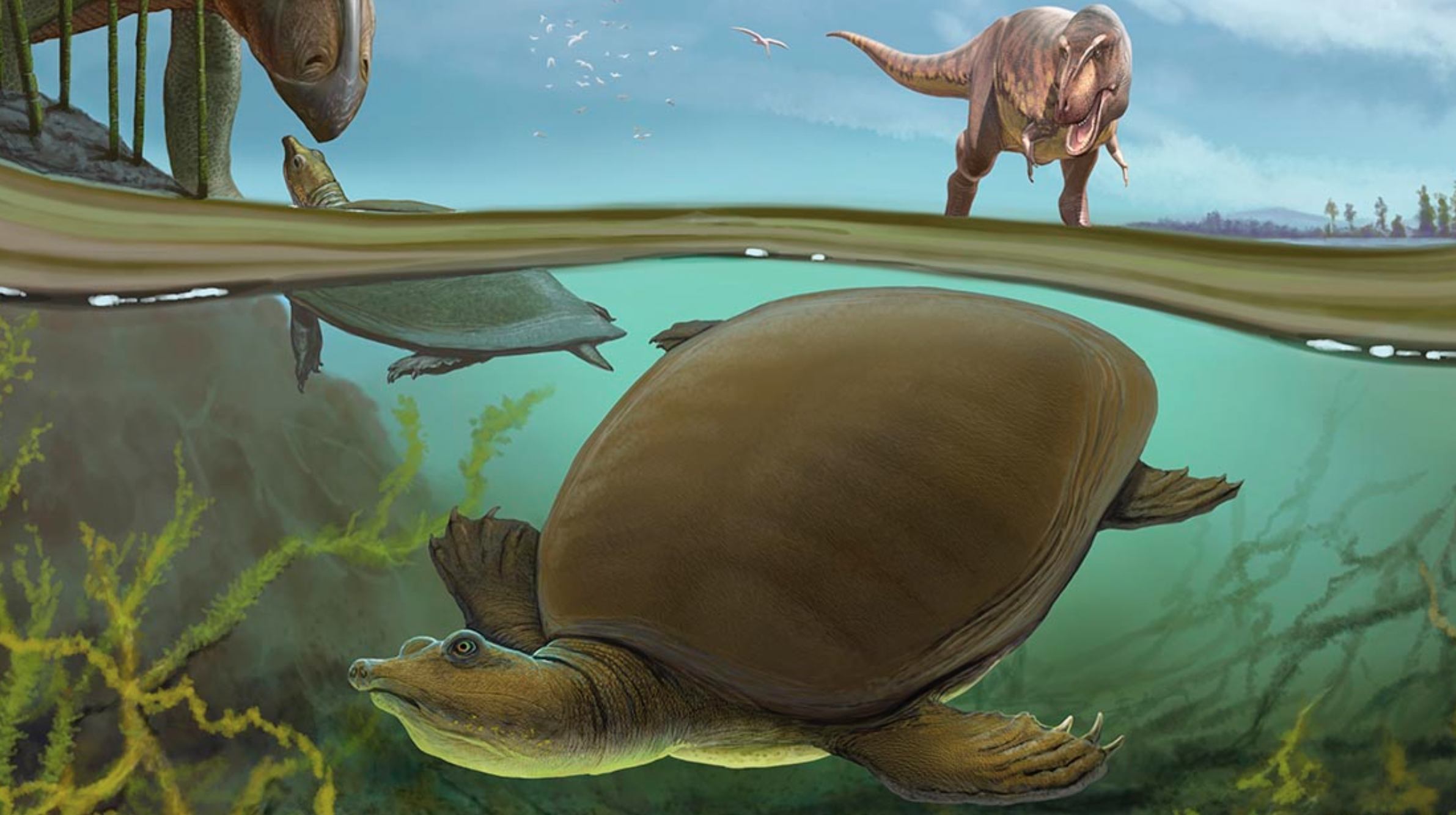 Ten żółw żył w czasach dinozaurów. Poznajcie Hutchemys walkerorum