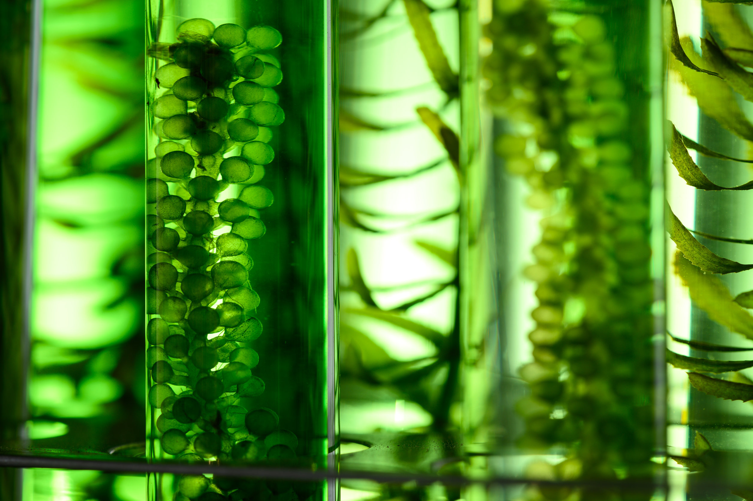 Sztuczna inteligencja pomoże przetworzyć algi na biopaliwo