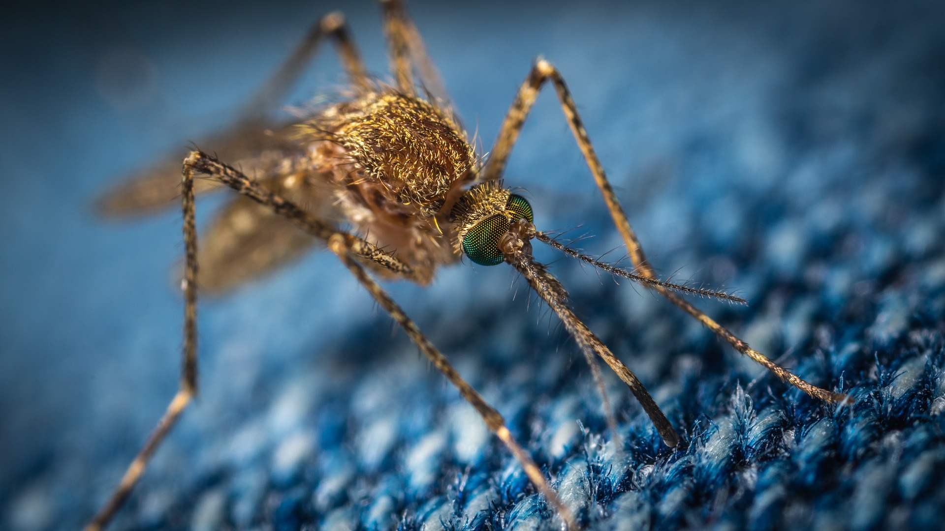 Chmara komarów GMO uwolniona do środowiska
