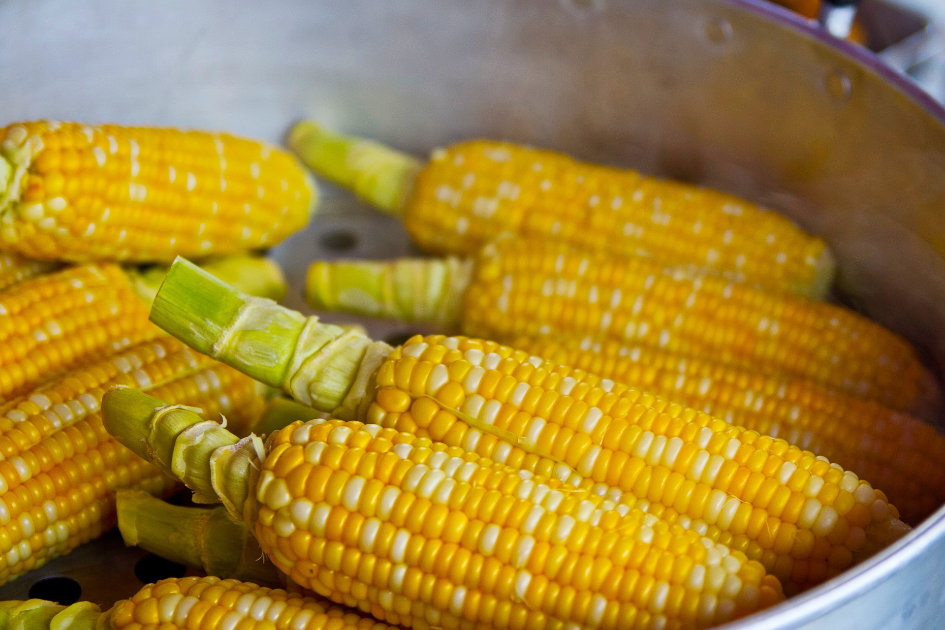 Jak pokonać globalny kryzys żywieniowy? Badania nad kukurydzą mogą pomóc rozwikłać tę zagadkę
