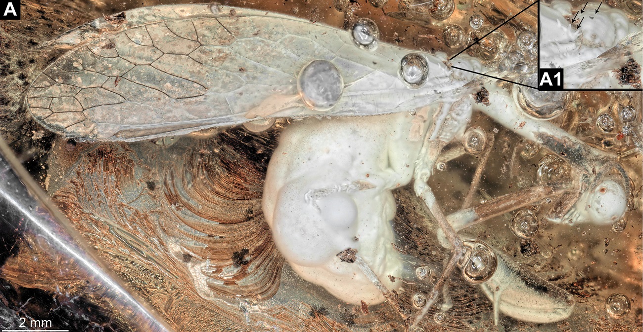 W Bałtyku znaleziono skamieniałość sprzed 30 milionów lat. Wygląda niczym modliszka
