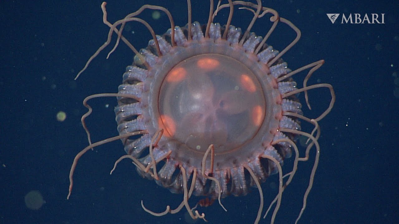 Atolla reynoldsi – odkryto nowy gatunek pospolitej meduzy