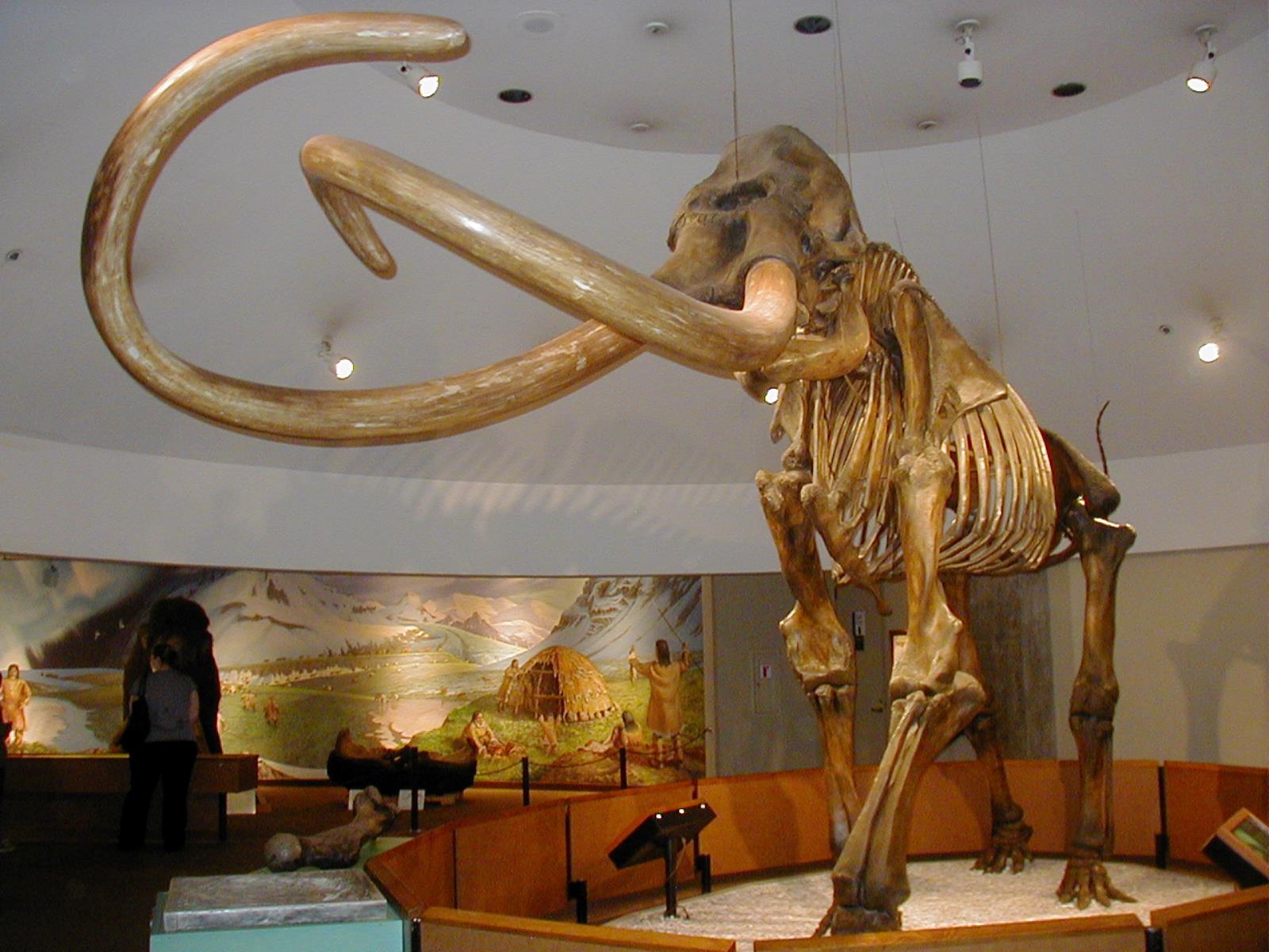 młode mamuta,