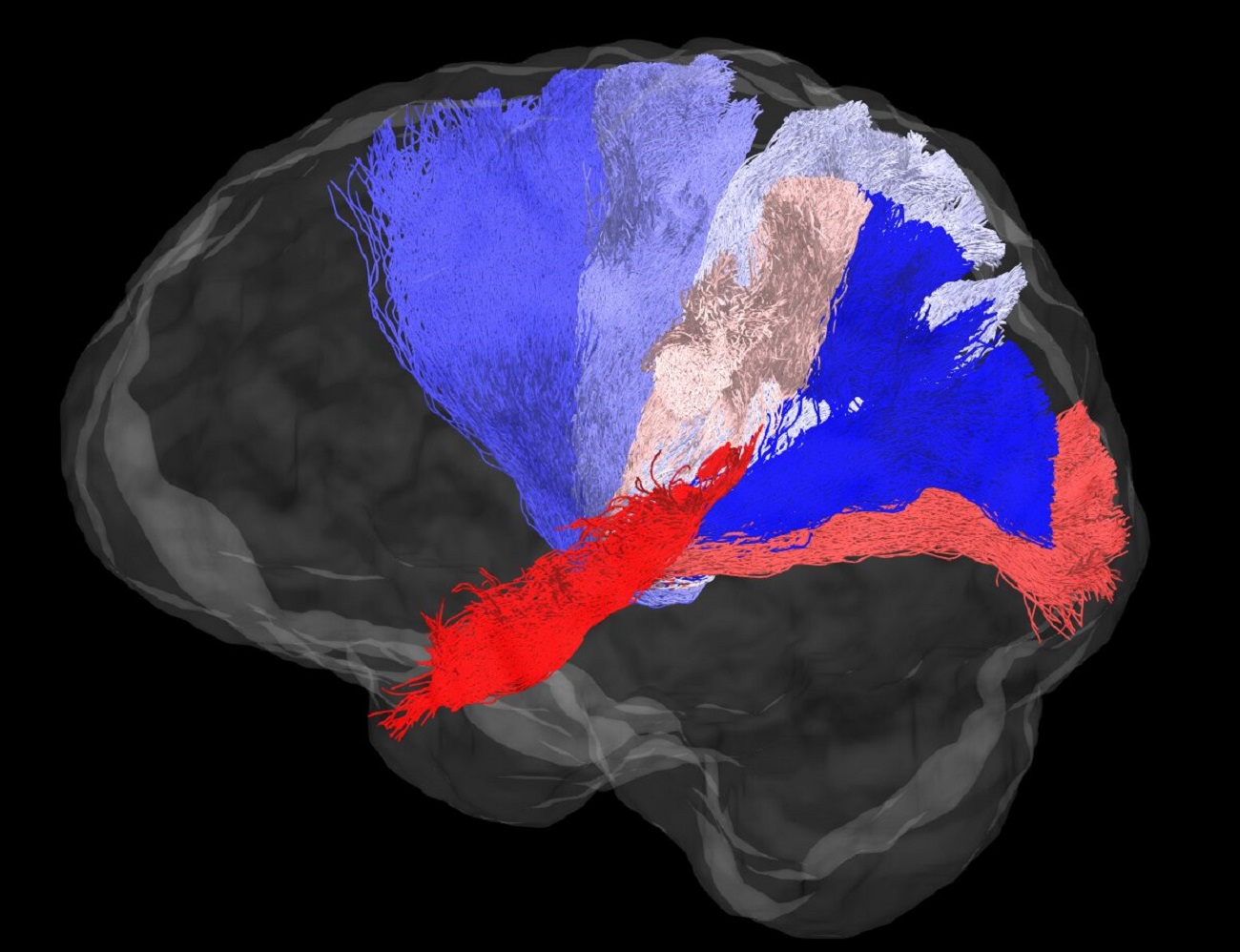 Aż trudno uwierzyć, w jaki sposób naukowcy oceniają połączenia w ludzkim mózgu