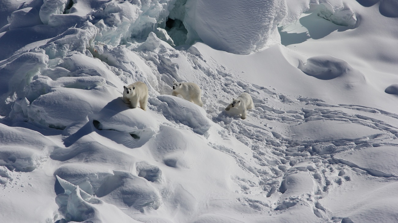 Niedźwiedzie polarne żyją w “niemożliwym” miejscu. Naukowcy nie zwrócili na nie uwagi przez wiele lat
