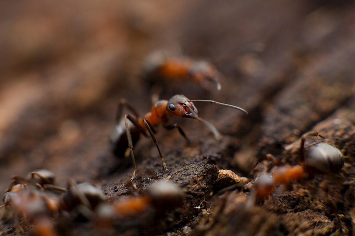 Potęga mrówek jest większa niż myślicie, ale te dane Wami wstrząsną