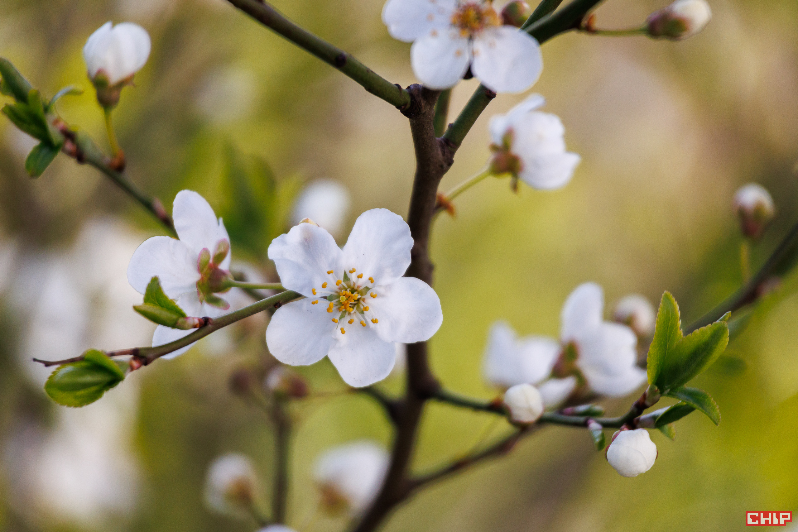 Canon EOS R50 sample