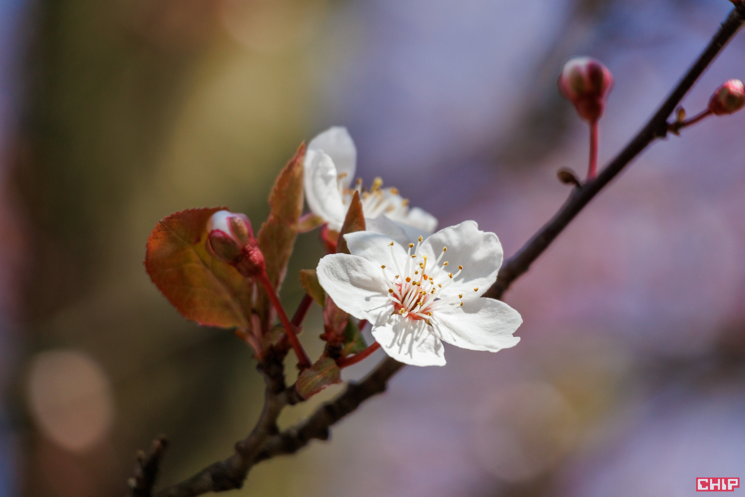 Canon EOS R50 sample