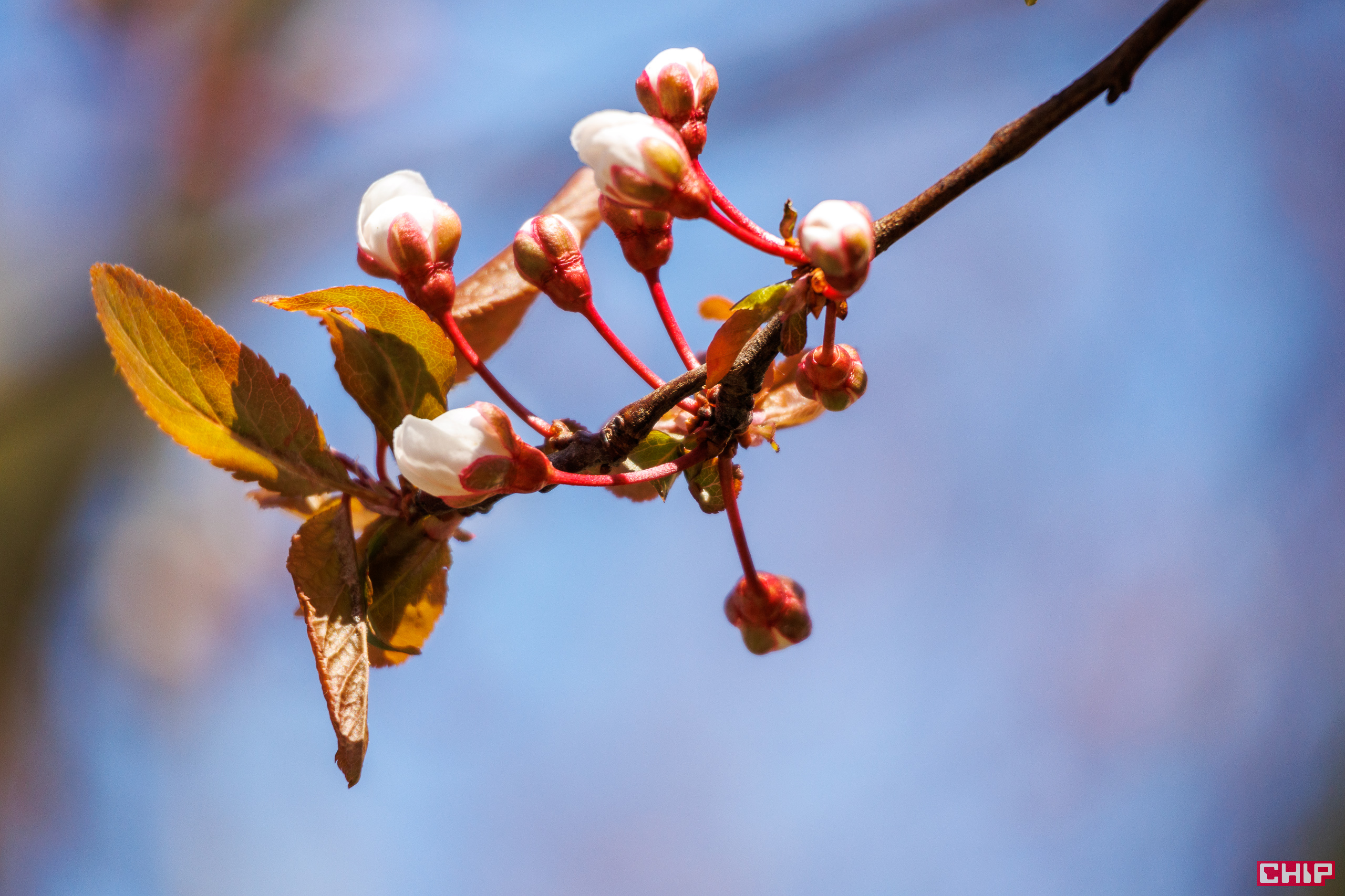 Canon EOS R50 sample