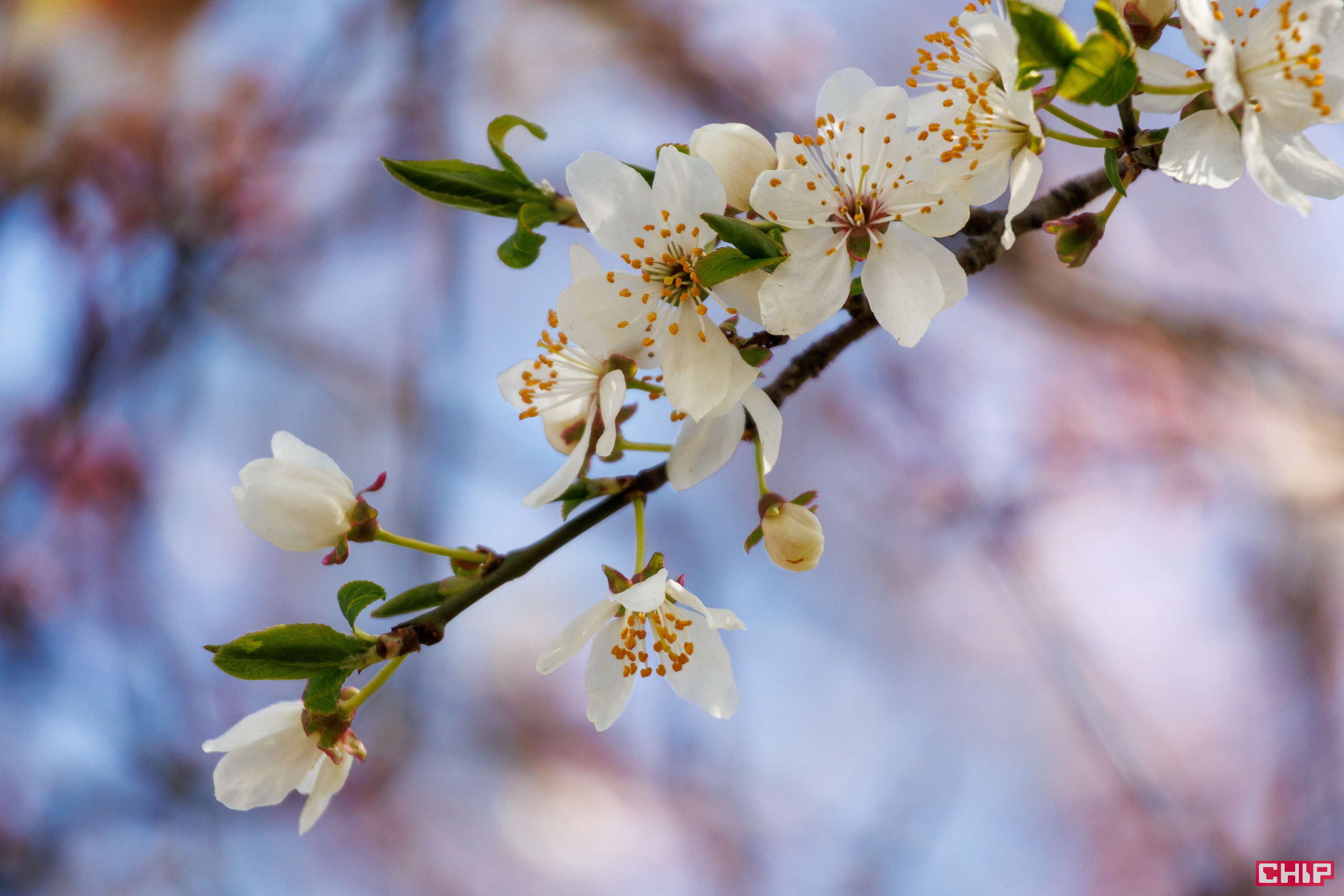 Canon EOS R50 sample